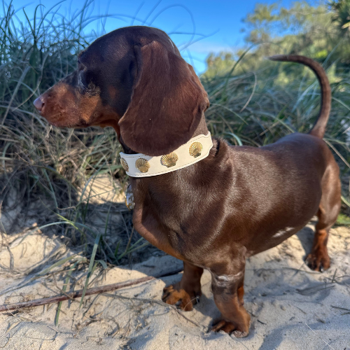 Coastal Collar in Beige & Gold
